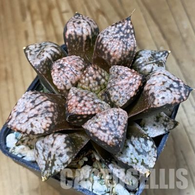SH34993 Haworthia picta ‘Pandora’