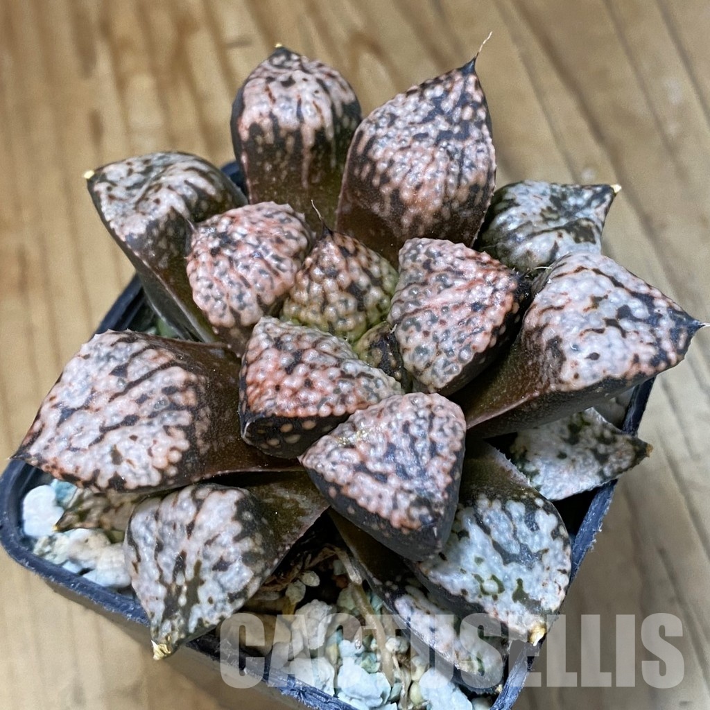 SH34993 Haworthia picta ‘Pandora’