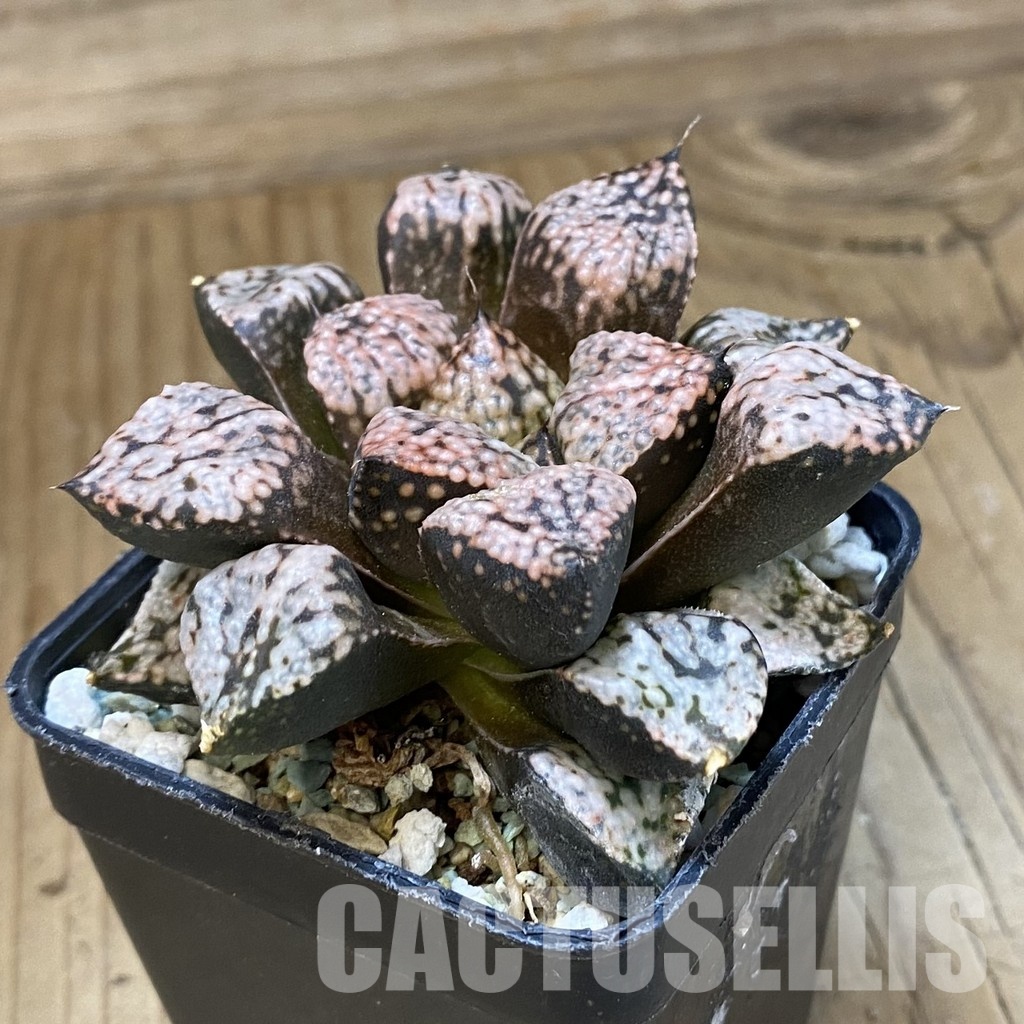 SH34993 Haworthia picta ‘Pandora’ - Image 2