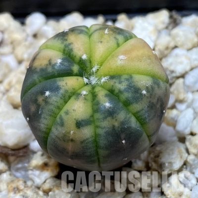 SH34920 Astrophytum asterias ‘Red Purple Skin’ f. variegata