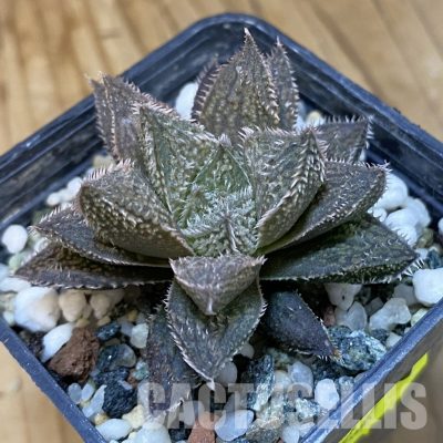 SH34994 Haworthia ‘Bunraku’ HKX-3, ex Cactus Nishi