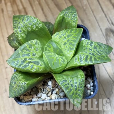 SH34995 Haworthia comptoniana ‘Kamen Butokai’