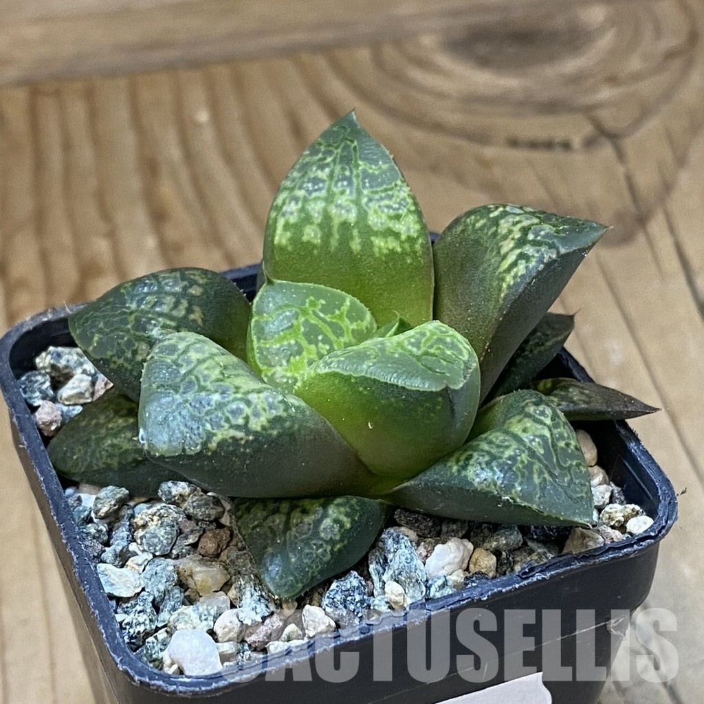 SH34997 Haworthia comptoniana ‘Kamen Butokai’ - Image 2