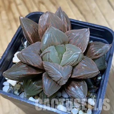 SH34998 Haworthia obtusa ‘Black Star’