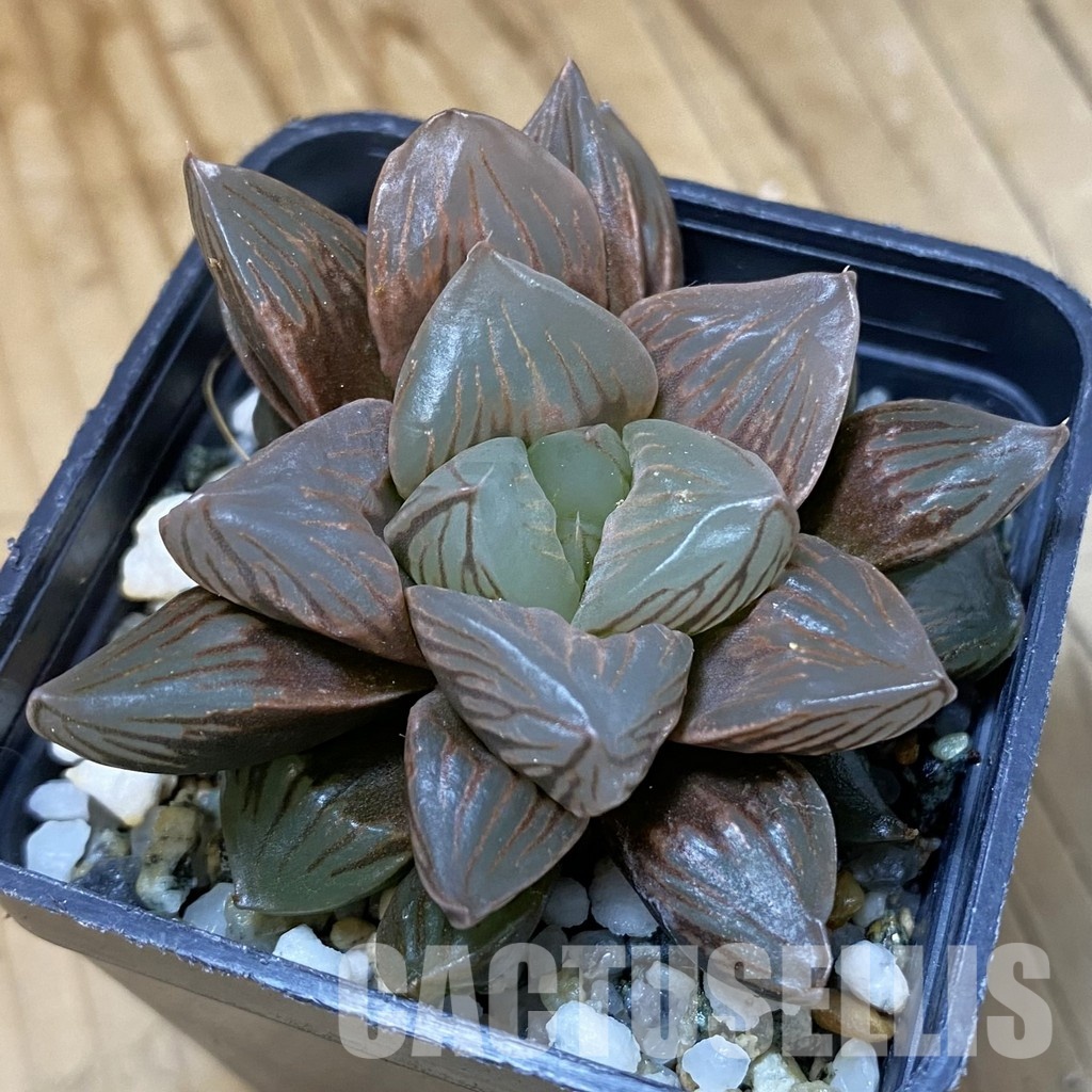 SH34998 Haworthia obtusa ‘Black Star’