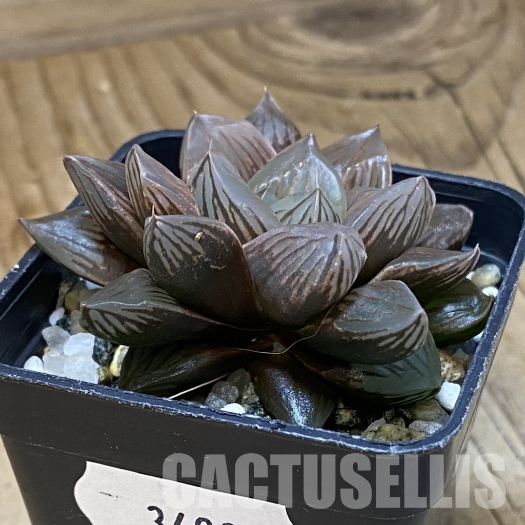 SH34998 Haworthia obtusa ‘Black Star’ - Image 2