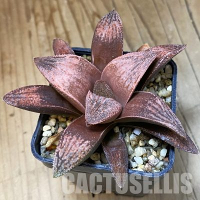 SH34999 Haworthia splendens 'Hakuja'