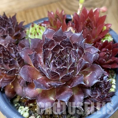 SH35001 Sempervivum mix (cold-resistant)