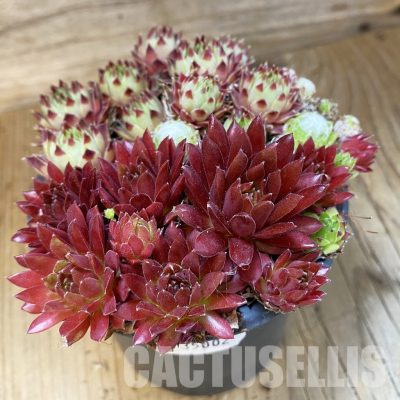 SH35002 Sempervivum mix (cold-resistant)