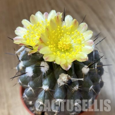 SH19123 Copiapoa leonensis HR1061, grafted