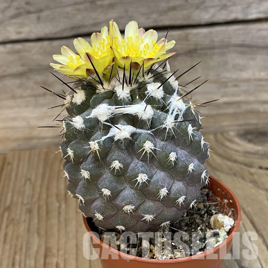 SH19123 Copiapoa leonensis HR1061, grafted - Image 2