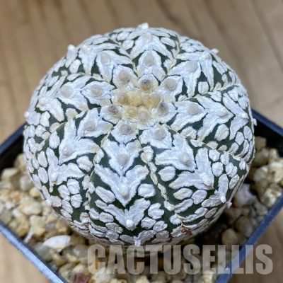 SH34921 Astrophytum asterias ‘Super Kabuto’ V-type