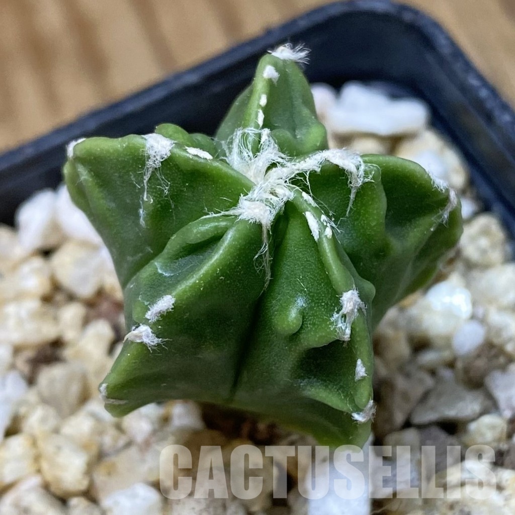 SH34922 Astrophytum myriostigma ‘Fukuryu’