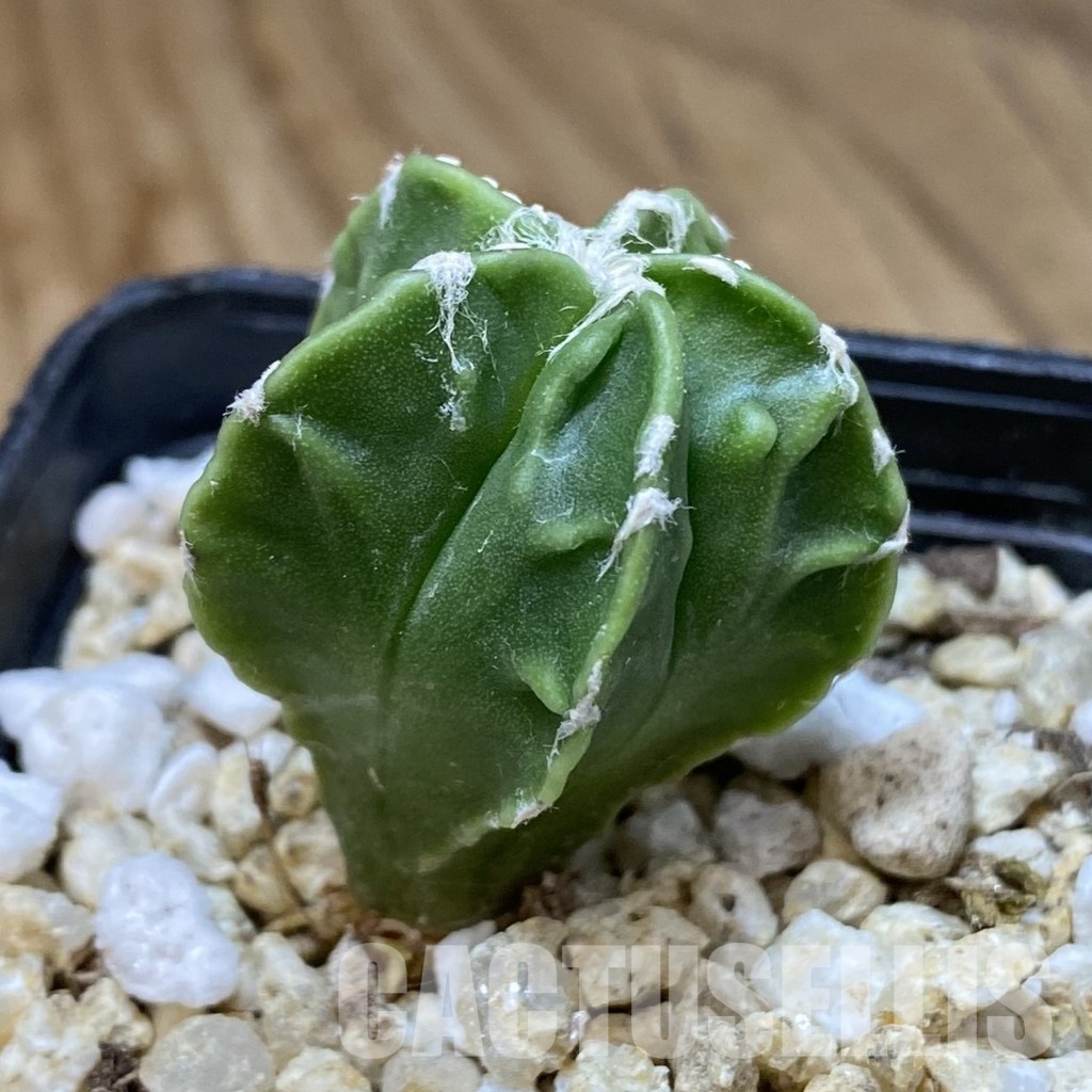 SH34922 Astrophytum myriostigma ‘Fukuryu’ - Image 2
