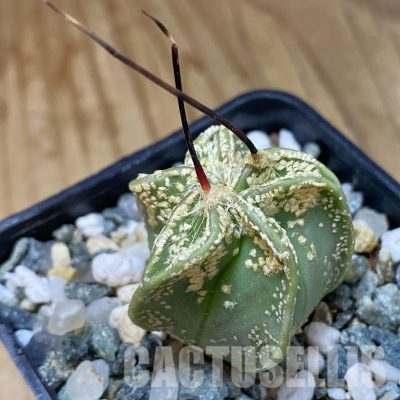 SH34923 Astrophytum capricorne v. niveum MZ 131