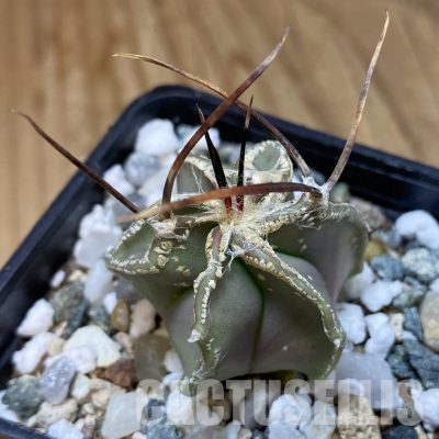 SH34924 Astrophytum capricorne v. niveum MZ 131