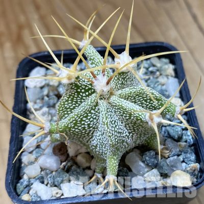 SH34925 Astrophytum ornatum -Rio Bagres-