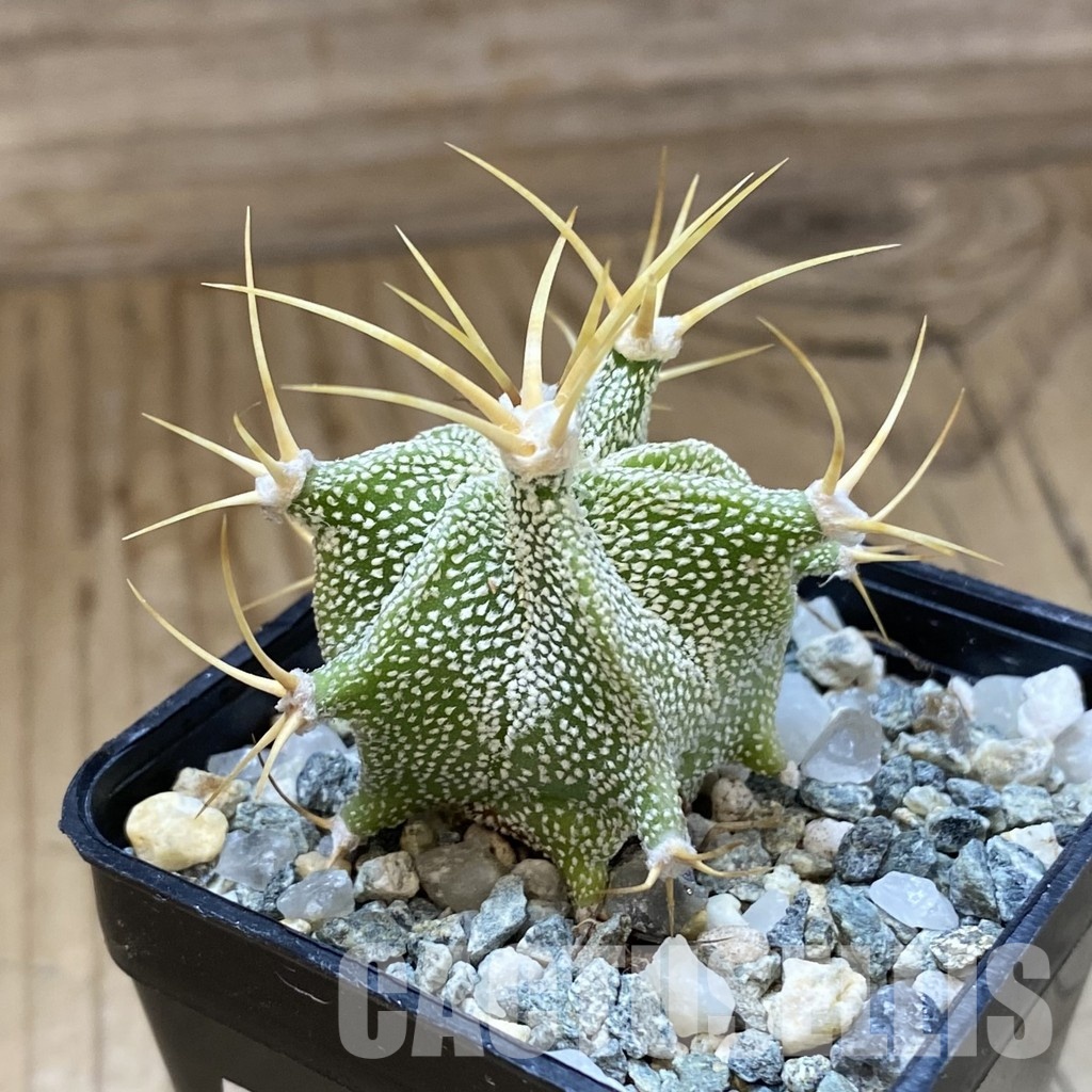SH34925 Astrophytum ornatum -Rio Bagres- - Image 2