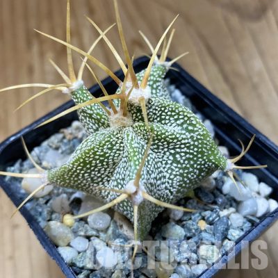 SH34926 Astrophytum ornatum -Rio Bagres-