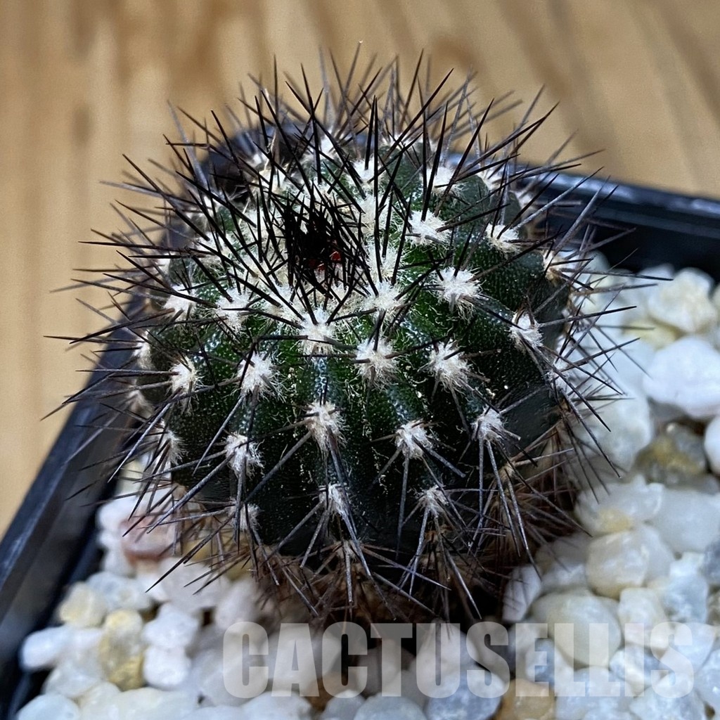 SH34927 Uebelmannia pectinifera, seedling