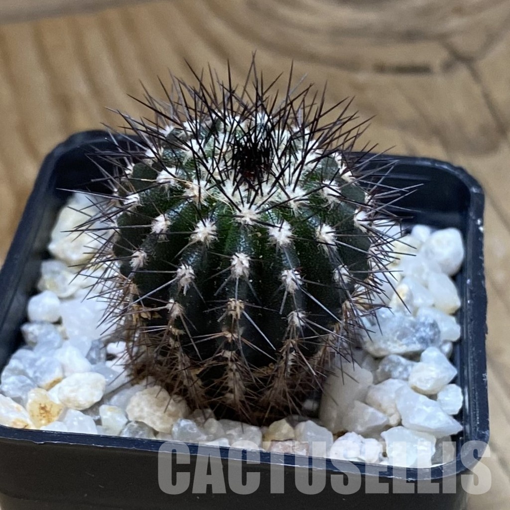SH34927 Uebelmannia pectinifera, seedling - Image 2