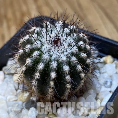 SH34928 Uebelmannia pectinifera, seedling
