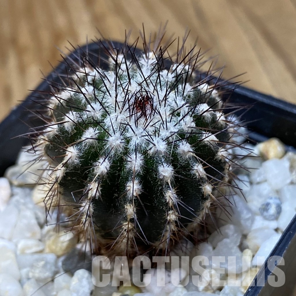 SH34928 Uebelmannia pectinifera, seedling