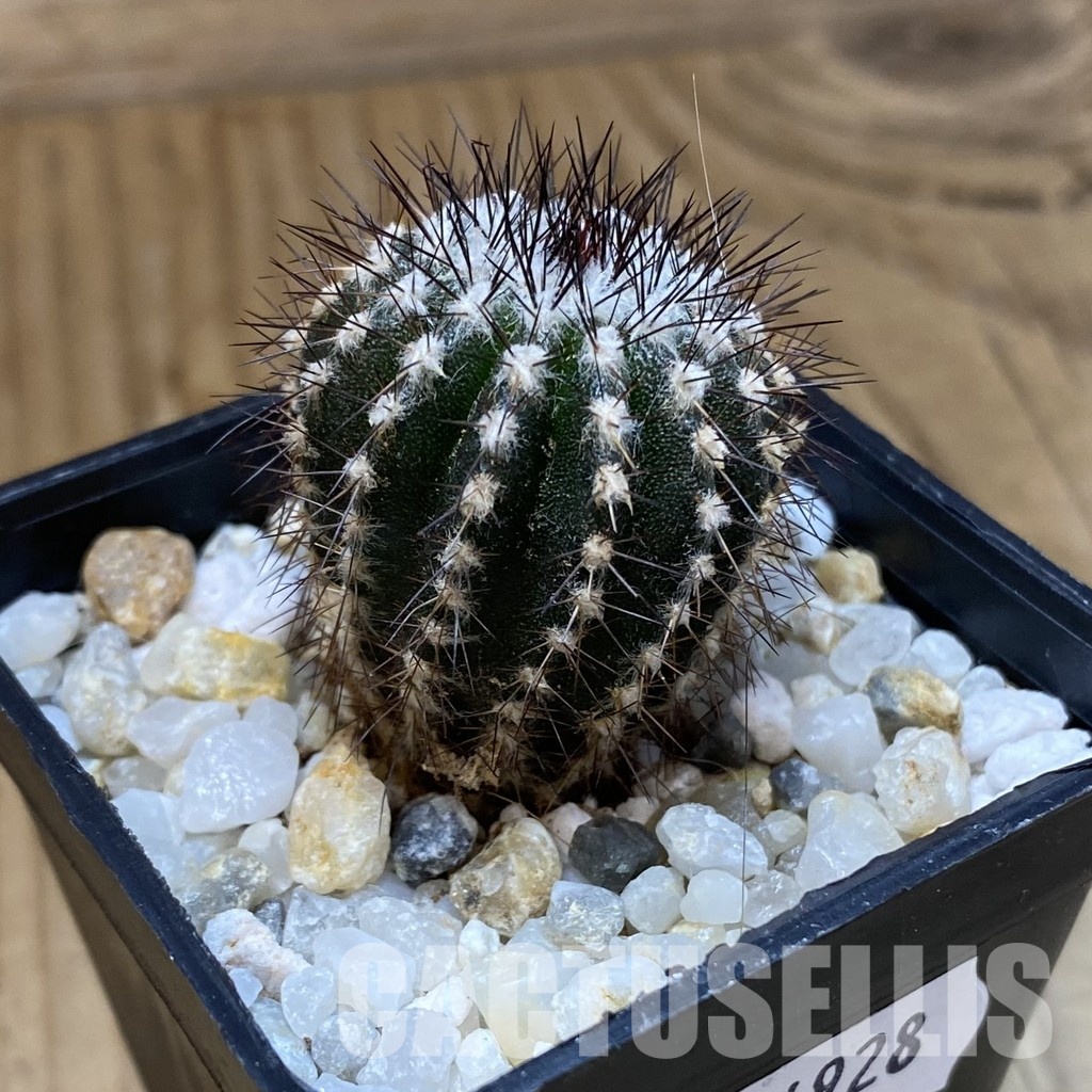 SH34928 Uebelmannia pectinifera, seedling - Image 2