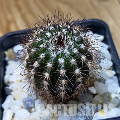 SH34929 Uebelmannia pectinifera, seedling