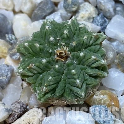 SH34930 Aztekium ritteri VM 619, seedling