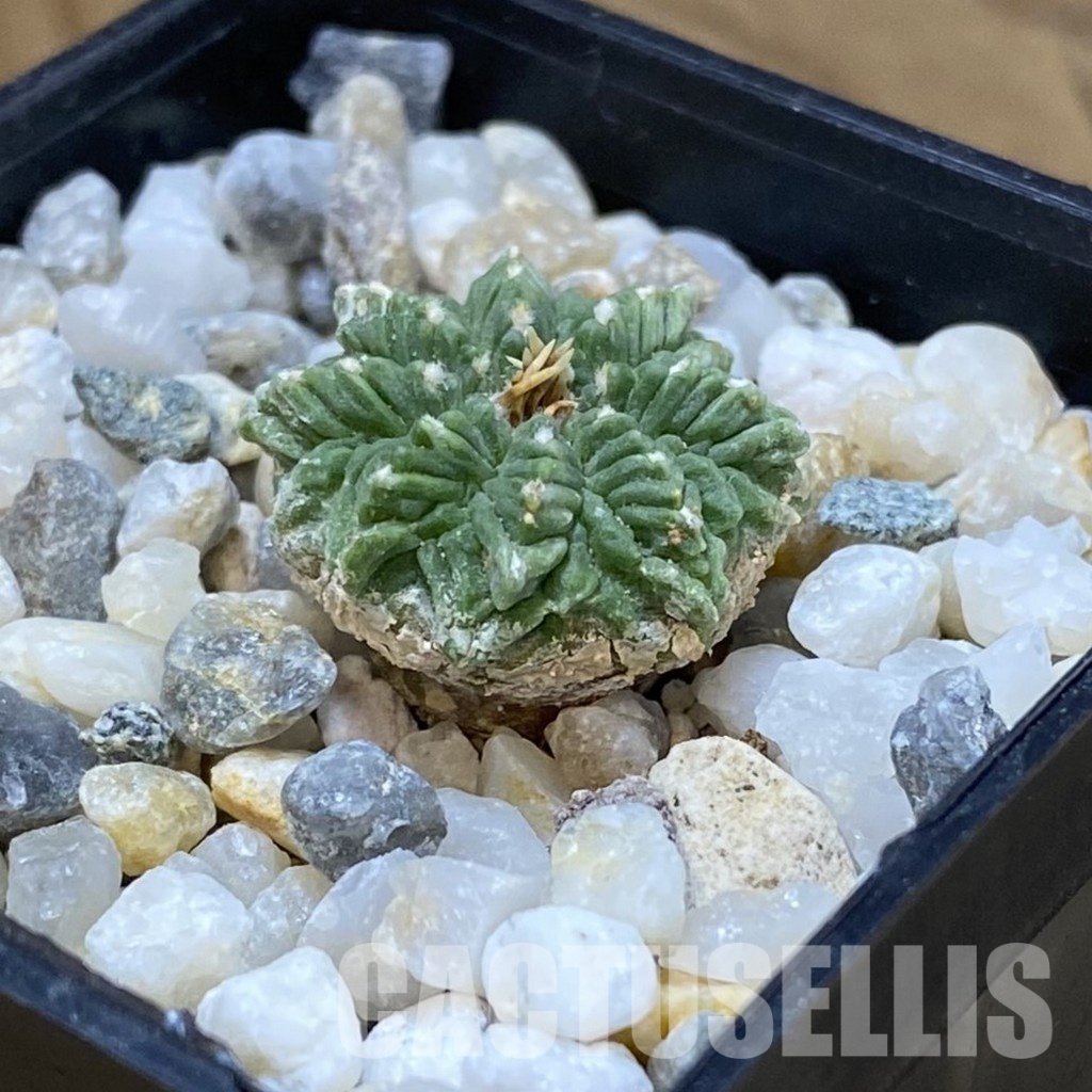 SH34930 Aztekium ritteri VM 619, seedling - Image 2