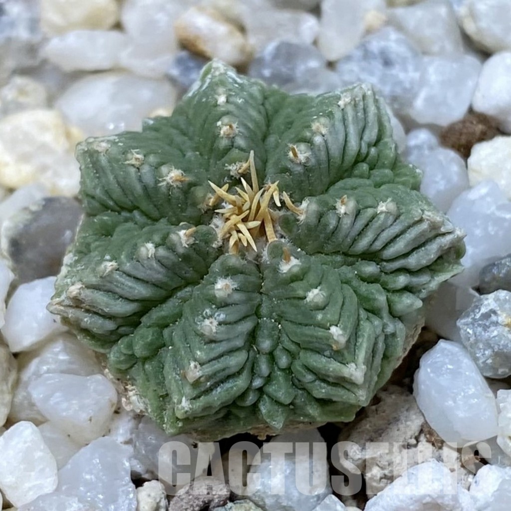 SH34931 Aztekium ritteri VM 619, seedling