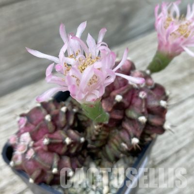 SH13384 Gymnocalycium mihanovichii 'T-Rex', seedling