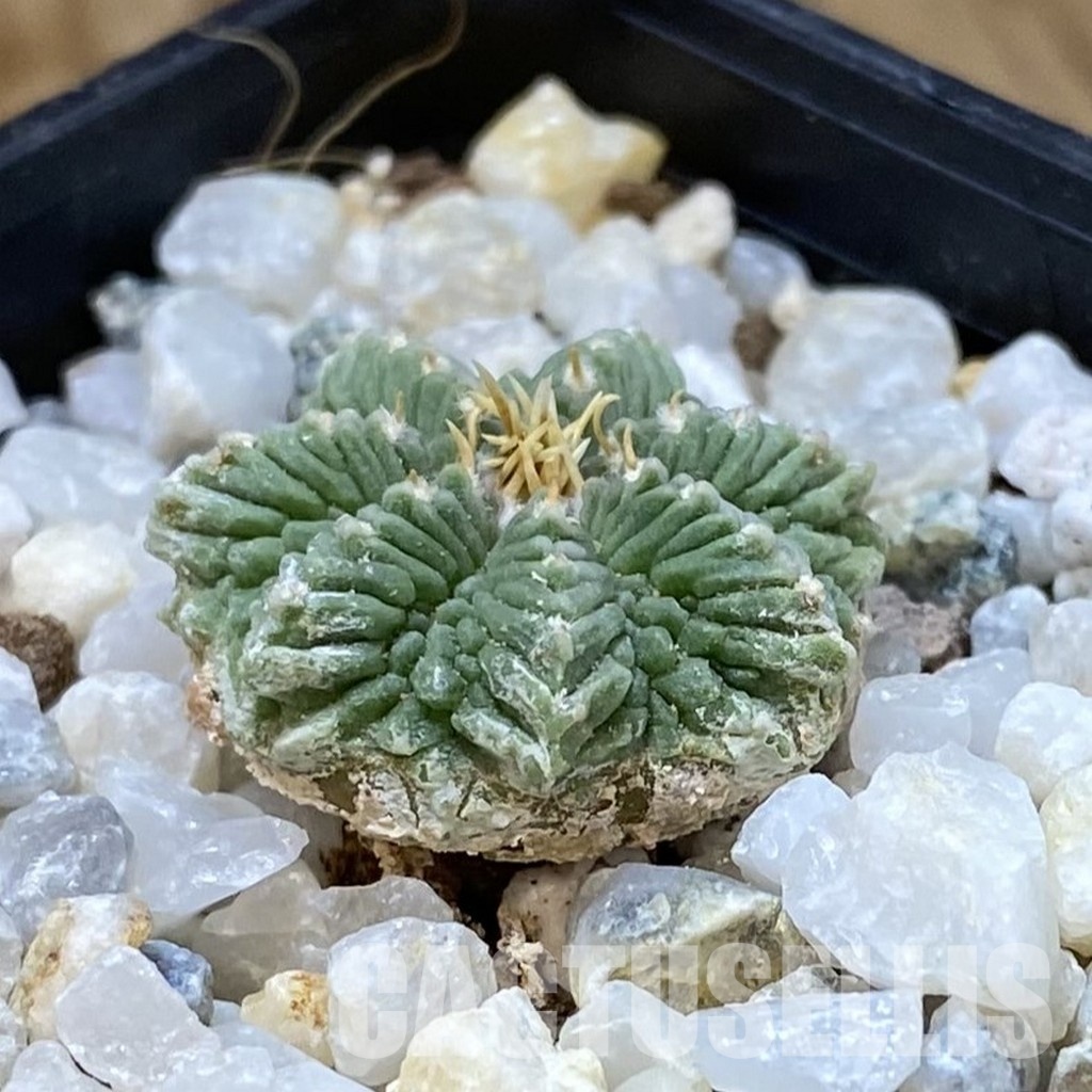 SH34931 Aztekium ritteri VM 619, seedling - Image 2