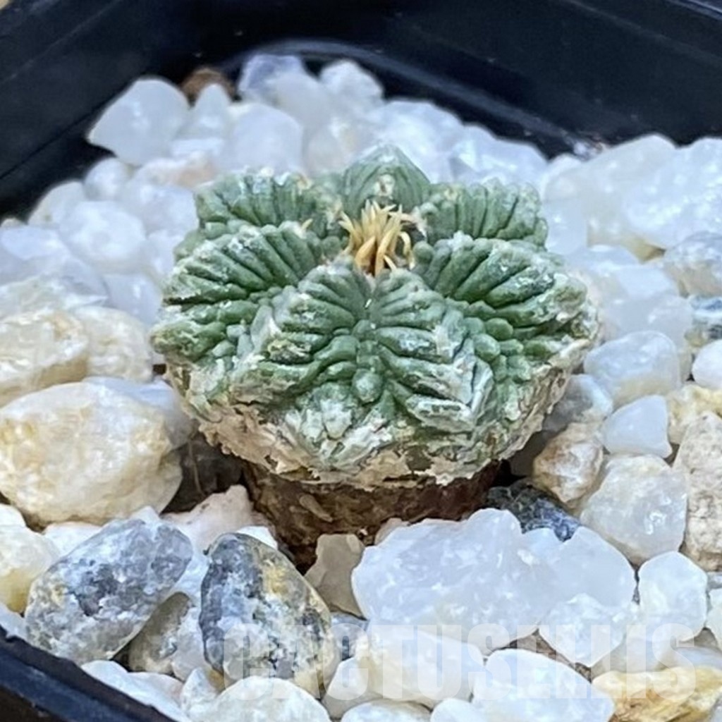 SH34932 Aztekium ritteri VM 619, seedling - Image 2