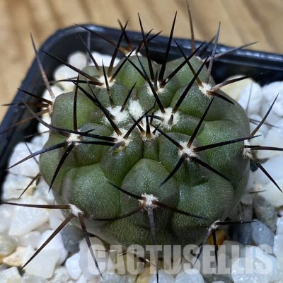 SH34933 Copiapoa cinerea f. solitaria PHA 3026, seedling