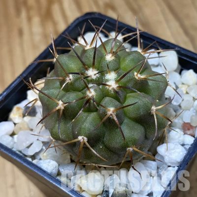 SH34934 Copiapoa cinerea f. solitaria PHA 3026, seedling