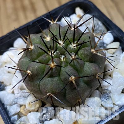 SH34935 Copiapoa cinerea f. solitaria PHA 3026, seedling