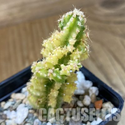 SH34937 Cereus tetragonus f. variegata