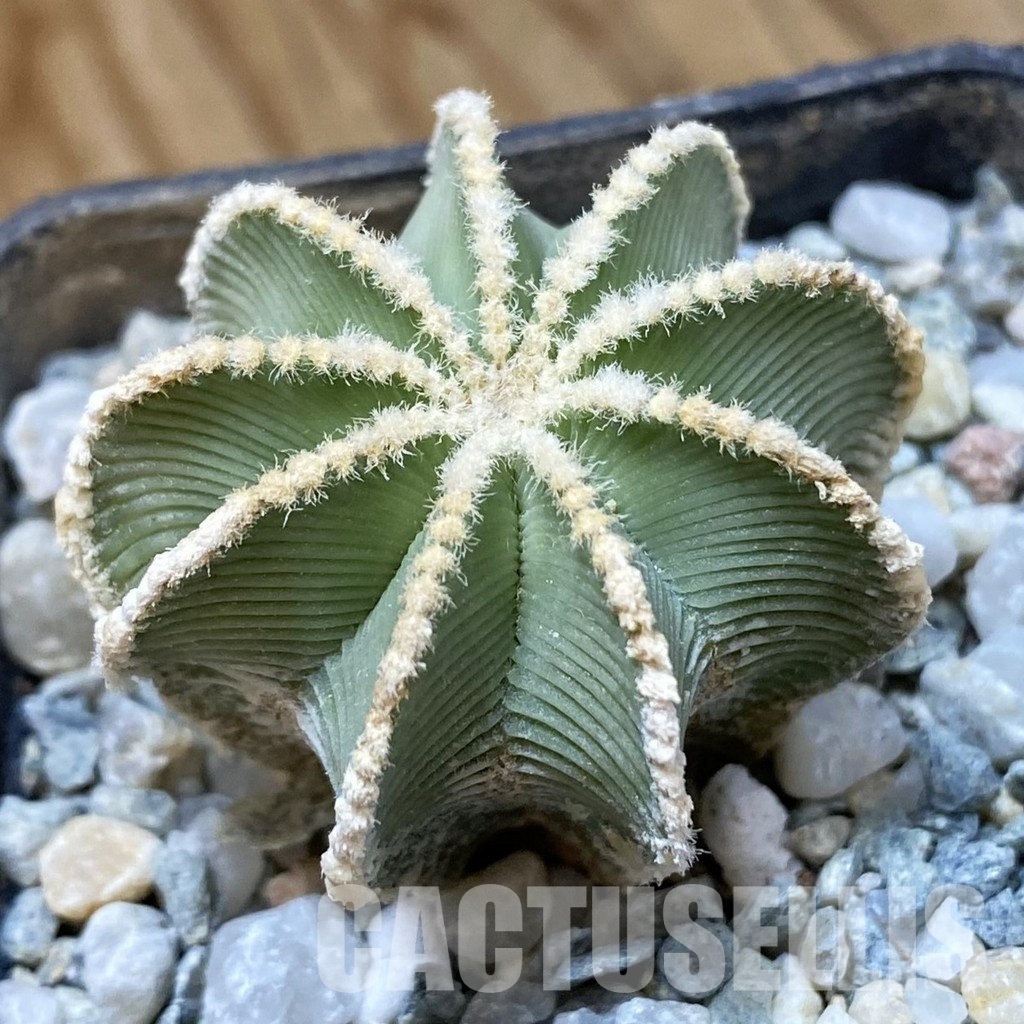 SH34938 Aztekium hintonii GCG 9763, seedling