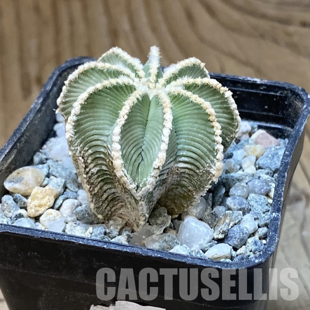 SH34938 Aztekium hintonii GCG 9763, seedling - Image 2