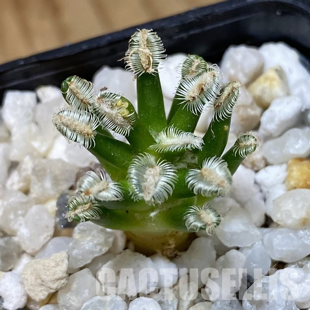 SH34939 Mammillaria bertholdii GCG 12161