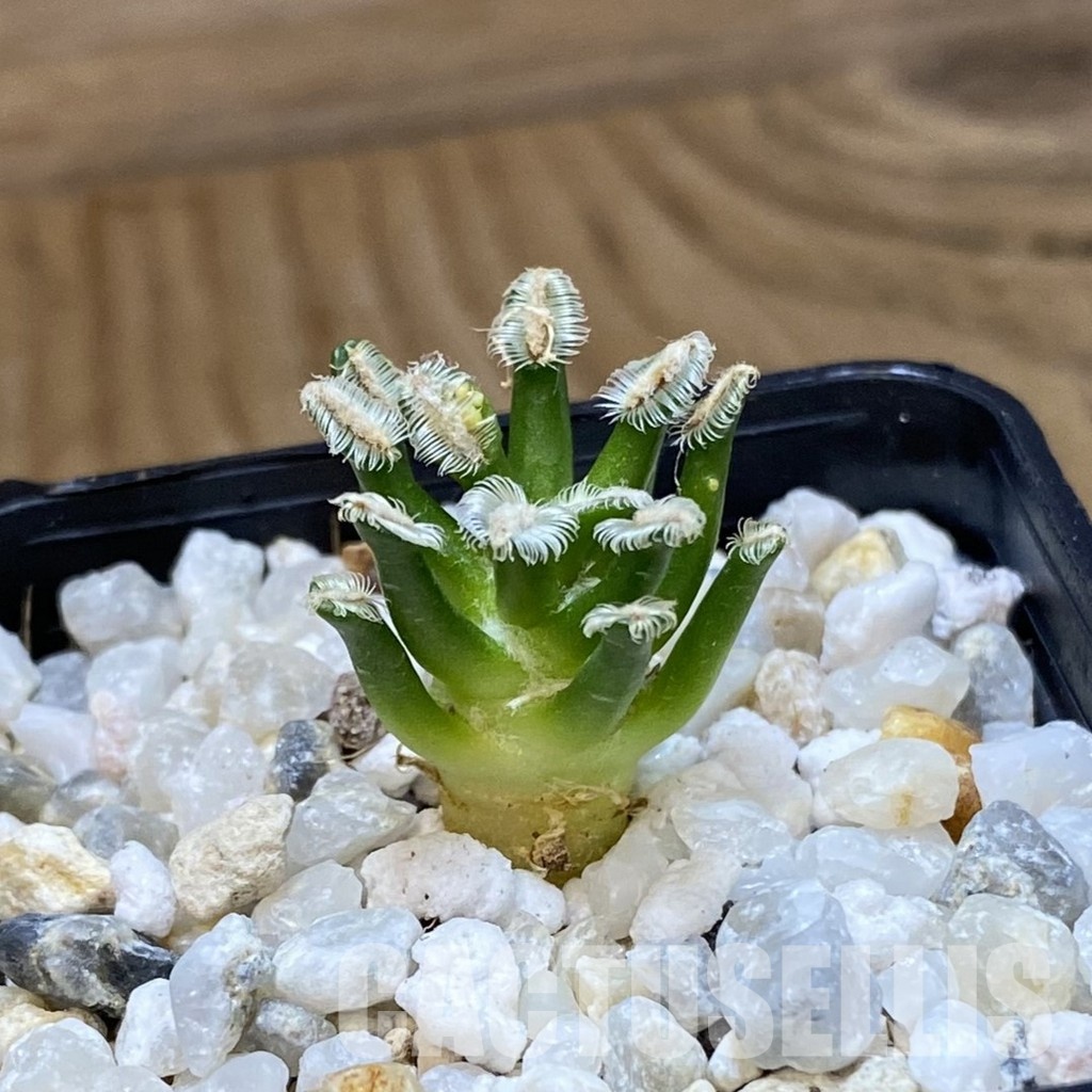 SH34939 Mammillaria bertholdii GCG 12161 - Image 2