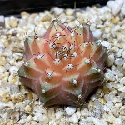 SH34941 Gymnocalycium mihanovichii ‘Neon’ hybrid, seedling