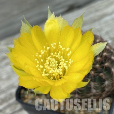 SH34479 Lobivia pusilla f. flaviflora