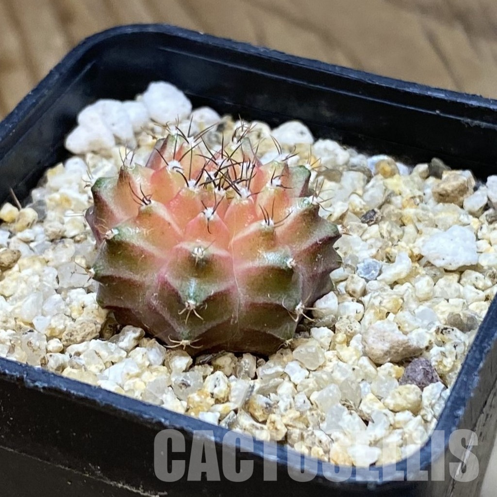 SH34941 Gymnocalycium mihanovichii ‘Neon’ hybrid, seedling - Image 2