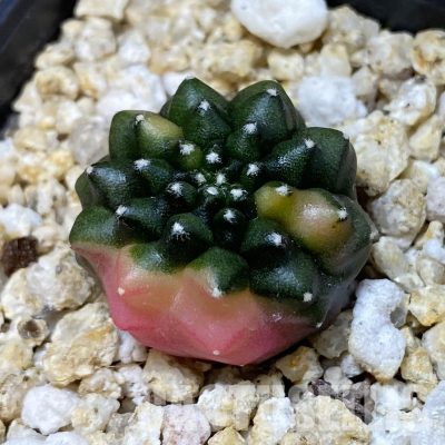 SH34942 Gymnocalycium mihanovichii ‘inermis’ f. variegata