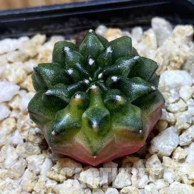 SH34943 Gymnocalycium mihanovichii ‘inermis’ f. variegata
