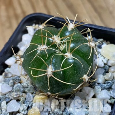 SH34944 Gymnocalycium denudatum 'Jan Suba'