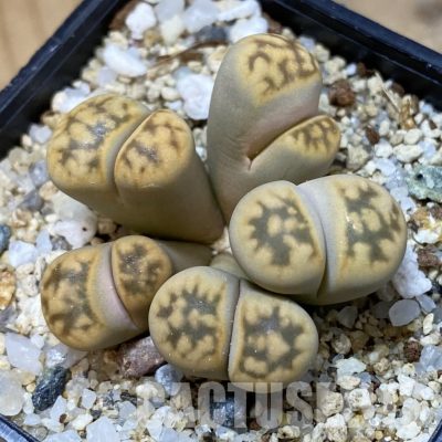 SH35014 Lithops karasmontana v. bella